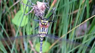 Macromia splendens