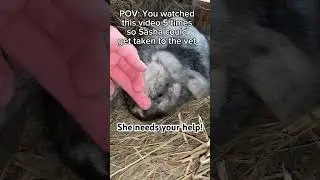 Help Sasha! #viral #bunny #rabbit #help #vet #poorthings #please #hollandlopbunny #rabbitry #cute