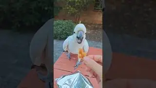 This tourist is feeding biscuits to two wild parrots. #birds #parrots #parrot #pets #shorts #cute
