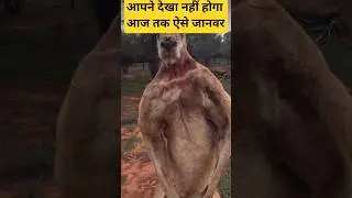 अजीब जानवर #video #animals #facts #wildliferescue #pets #cat #cute #funny #amanzingfacts
