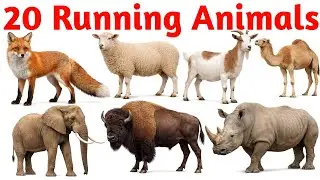 Kids Learn Running Animals Names in English | Horse, Dog, Deer | दौड़ने वाले जानवर