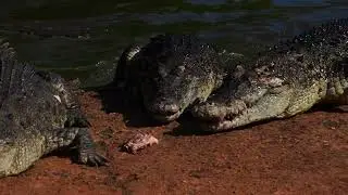 Broome Crocodiles