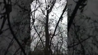Курган В Чернавском Районе В Милославском села Змиёвка Андреевской Деревни.