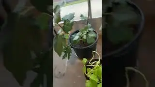 #patiogarden #patio #refresh #shortvideo #fyp - 9/11/2025