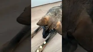 🍌 #germanshepherd #puppy #shepherd #немецкаяовчарка #germanshepherdpuppy #dog #gsdtraining #gsd
