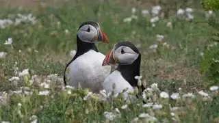 Record number of puffins return to Skomer Island for breeding season