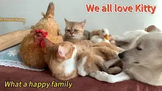 Under Kitty's leadership, the dog, hen, duck, and rabbit became good friends! A happy animal family