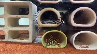 Pleco L168
