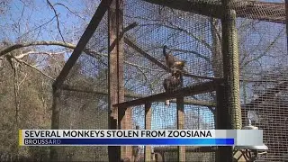Several monkeys stolen from Zoosiana
