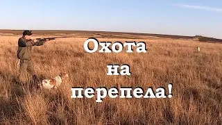 Охота на перепела! / Рис вместо дроби! / Не попал, так хоть покормил... -  Батл!!!
