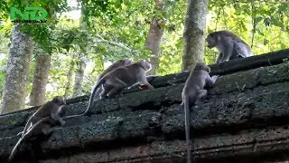 Leader Alpha Anger To Big Group, Monkey Group Attack, Nature Daily