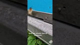 Bee flying backwards in slow motion 🐝