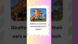 Animals Fun Facts Lunchbox Notes For Kids | Fascinating Educational Gift  Printable Lunch Box cards