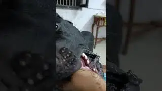 Dog (Cane Corso) bites owner #shorts #shortvideo #canecorso #dog #viral #trending #attack #fyp