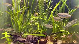 Moustached danio (danio dangila) | Assam Danio (Devario assamensis) | Meghalaya Danio | AravindManoj
