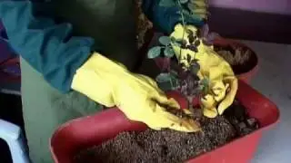 How to Grow Container Roses