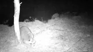 Wasbeer gezien op cameraval op de Veluwe
