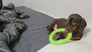 나 허쉬 엄마한테 빡친날 / The day Hershey got mad at her mom