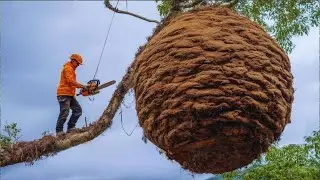 Traditional Bee Hunting in the Jungle &ndash; Rare Footage