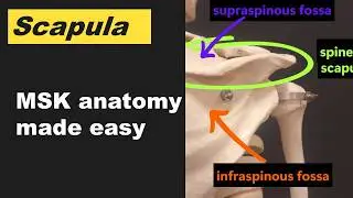 Scapula Landmarks Explained &ndash; Essential Anatomy for Shoulder & Thorax Assessment