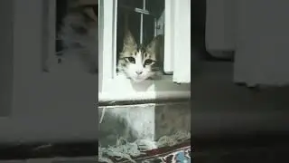 #Kitty #Interesting_animal #Animals #Supporter #Dumb_kindness #Cat #Friendly #Friendship #fun #night