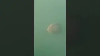 Giant jellyfish #giant #jellyfish #adventure