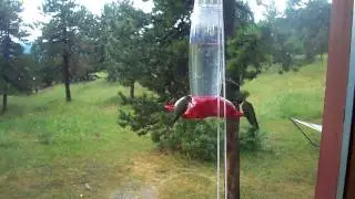 Hummingbirds feeding outside of my office window