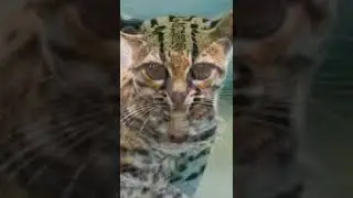 Margay cat/wild cat/beautiful cats/cat
