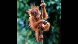 394. Orangutan diplomacy, floating turbines and EU travel