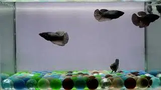 M19-M23 Female Fancy Copper HM Premium Grade for Breeding from Thailand.