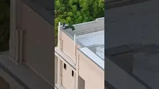 Peacock Fighting with Eagle