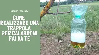 Come realizzare una trappola per calabroni e vespe | Mielisa
