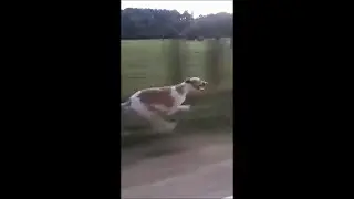 Dog Running Next to a Car Driving at 60 KM/H