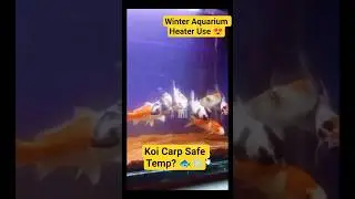 Winter Fish Care Tips 🐟❄️ Heater Setting Explained!
