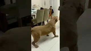 O maior dos Pitmonster do mundo est&aacute; aqui no Brasil comigo no Lpk
