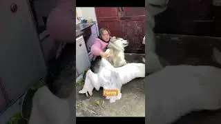 Funny Video #animals #shortvideo #shorts
