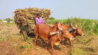 Bullock Cart Load ride by sugarcane and Bullock pulling performance