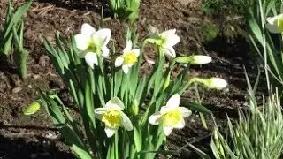 Mid-April Garden Tour 2019 Daffodils in Catherine's Garden |  Lady Wisdom Speaks
