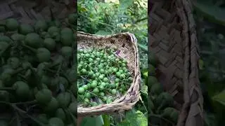 Turkey berry harvesting! #wildeggplant #turkeyberry #asmr #harvestingasmr #wildharvest #naturesounds