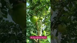 Buah Maja / Mojo Pahit Biasa Dipakai untuk Herbal