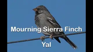 Mourning Sierra Finch, Rhopospina fruticeti, Yal, Tanager family, Chile.