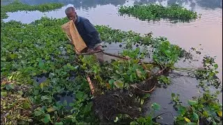 Old Fishermen Amazing Village Kachuripana Net Fishing Skills | Traditional Rural Fishing Technique