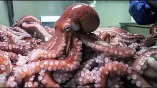 Легендарный жареный осьминог-перепончатоногий, который съели миллионы человек