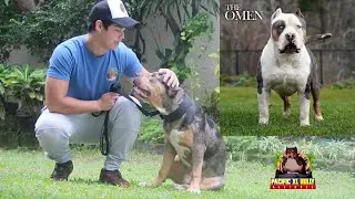 New Tri Merle XL American Bully Stud! Nitro!!
