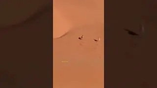 Drone Camera Footage of a hare chase in a desert by two fierce Saluki dogs.