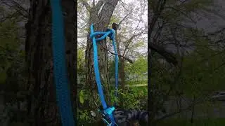 Cat in a tree rescue - Henry