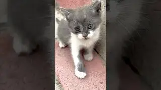 🇦🇿 &ldquo;Pişik və 5 balası 🐾😻 🇬🇧 &ldquo;Cat and Her 5 Kittens 🐾😻 | Everyday Nature&rdquo;