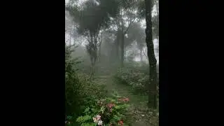 gresalbum ~ Echoes in the garden 🌱