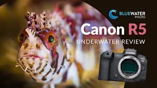 Canon EOS R5 Underwater Photo and Video Review