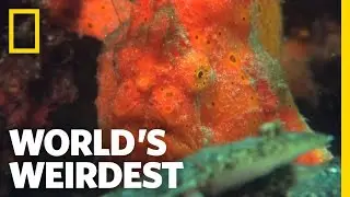 Amazing Speed-Gulp Killing | World's Weirdest